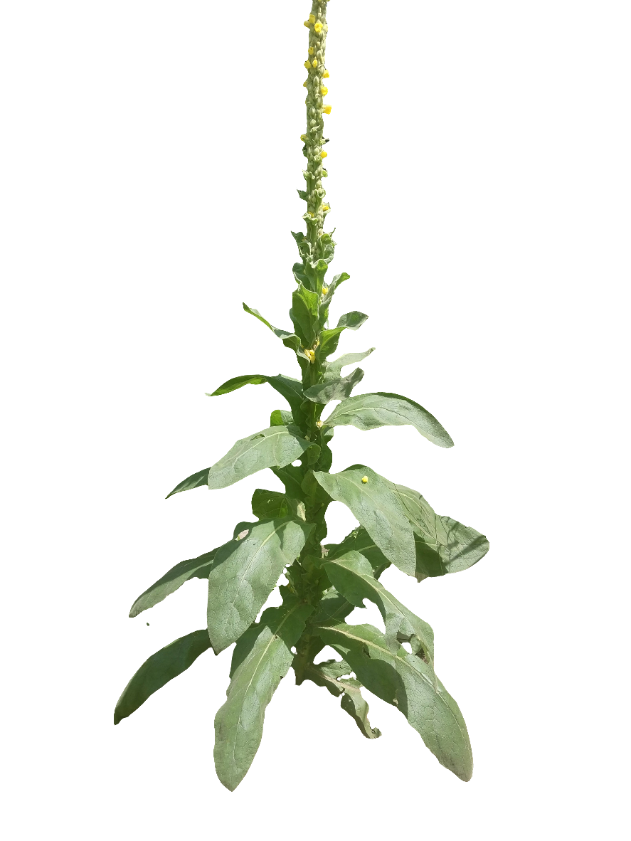 Mullein Tea